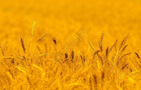 金色阳光下成熟的麦田图片