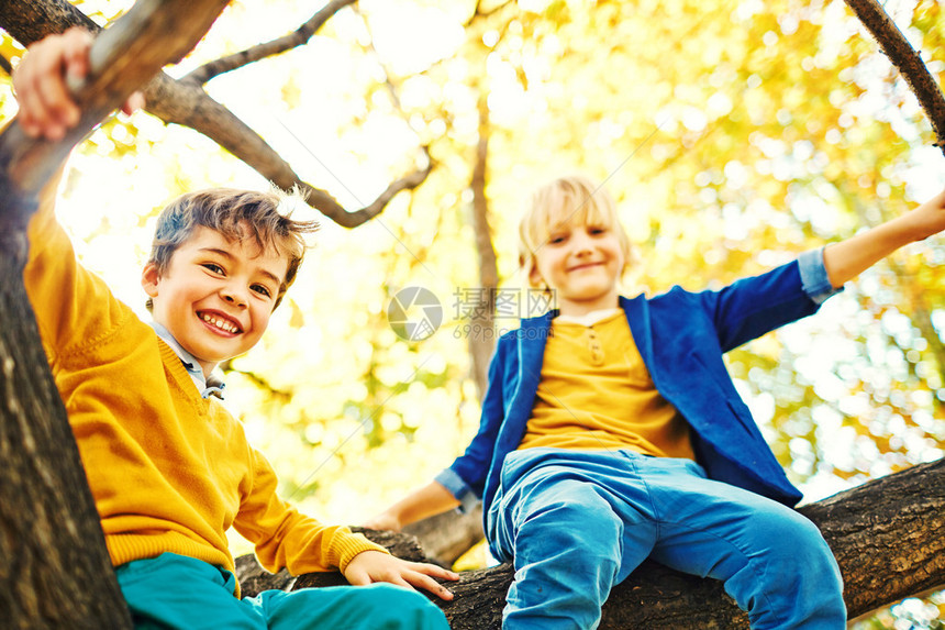 两个学龄男孩探索公园爬树高坐在树枝间快乐地低头看着相机在温暖的秋日享受游戏图片