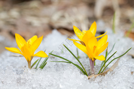 雪地上盛开的黄色番红花图片