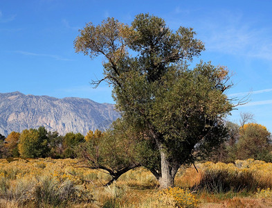 加州Bishop附近的旧棉木树在阳光明媚的秋天图片