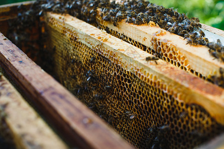蜂巢上有很多蜜蜂里面有不同种类的木制图片