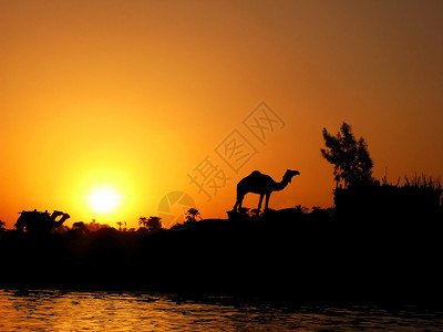 埃及尼罗河日落时骆驼的剪影高清图片
