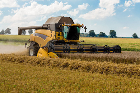 充分性黄收割机自动结合夏季田野采割小麦的集成作业背景