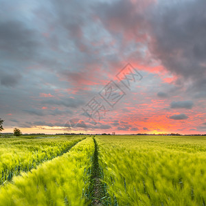 夏季在美丽的橙色夕阳下小麦田无尽拖拉机足迹高清图片