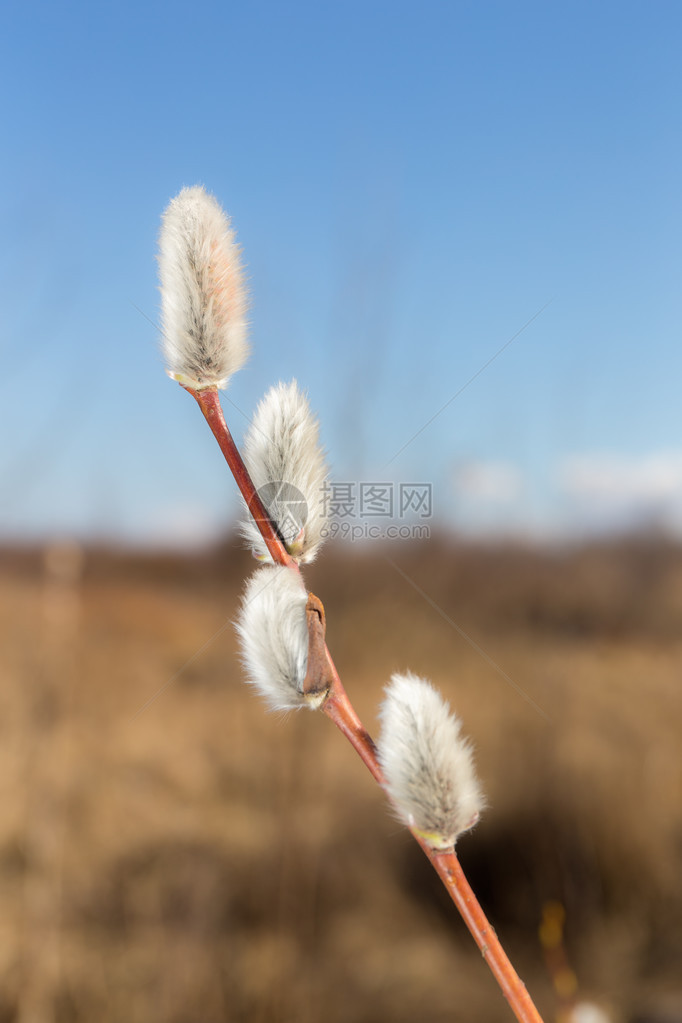 春天的柳枝特写图片