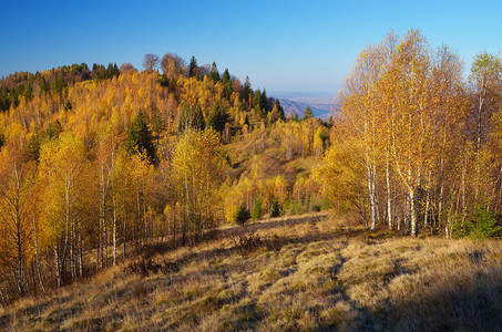 山丘上的金枝子山丘的秋天图片