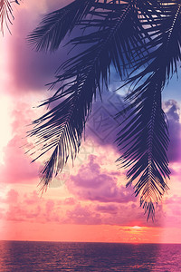 沙滩上有日落的Silhouette棕榈古老过滤器和光泄漏图片