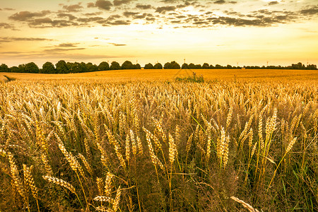 金麦田和日落天空收成季节的农业谷物作景观图片