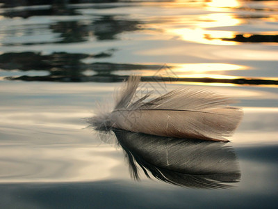湖面水上柔软的鸟羽图片
