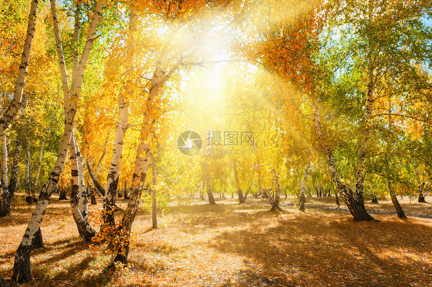 有黄色树的秋天森林在晴天美丽的秋天风景图片