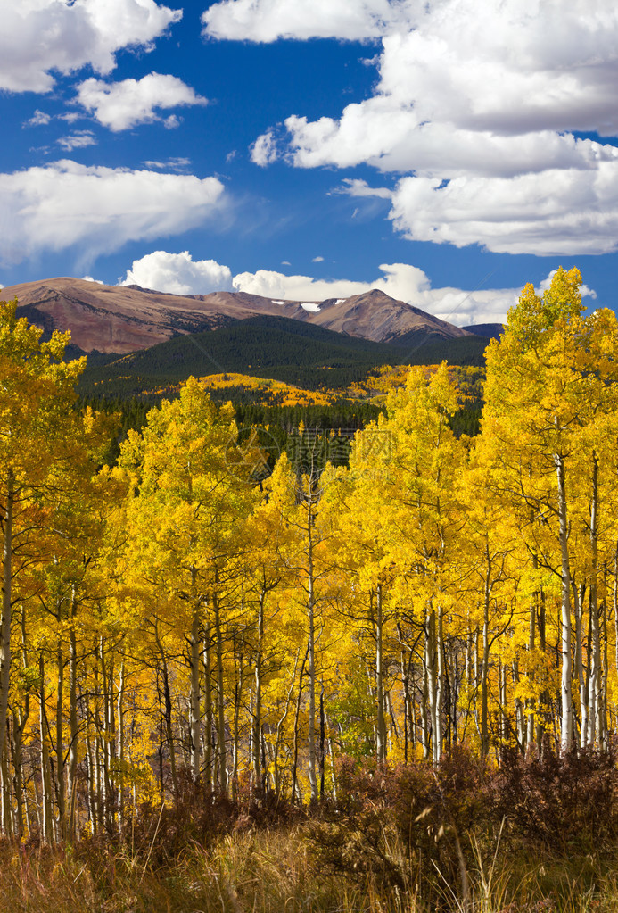科罗拉多州洛基山脉地貌与山林和阿斯本树克诺图片