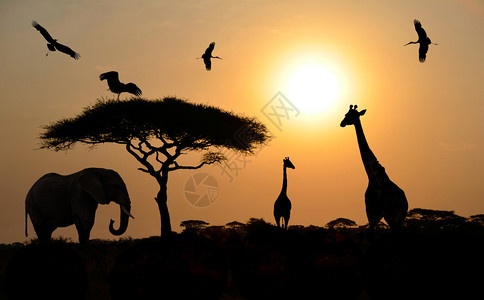 非洲大象吉拉菲斯鸟类等大型类动物在日落时站高清图片