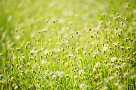 背景的草地花朵Blur图片