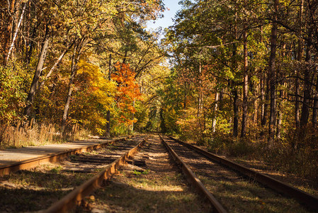 阳光下有金叶的秋天森林中铁道背景图片