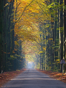 阳光穿过秋天的林间小巷图片