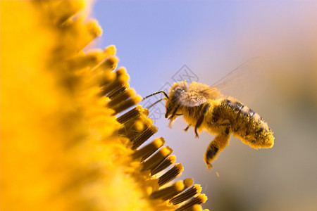 在向日葵中蜜蜂的宏蜜蜂里满是高清图片