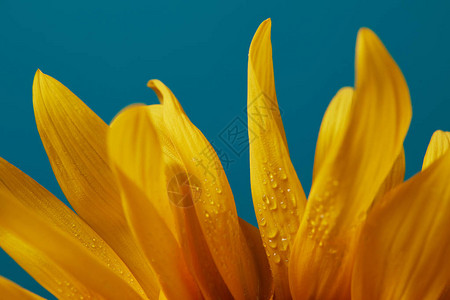 滴在黄色向日葵花瓣上与蓝色隔离图片