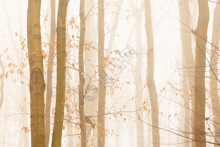 在黄雾中迅速消失的树木图片