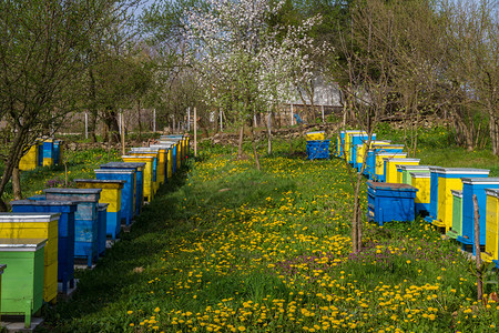 春天花园的蜜蜂花朵和鲜花图片