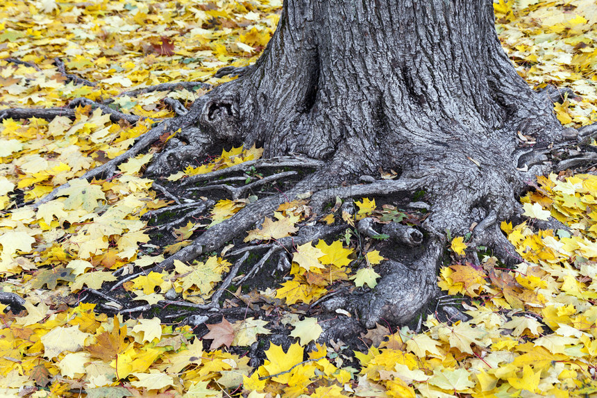 秋天树干和树根上涂满黄木叶的图片
