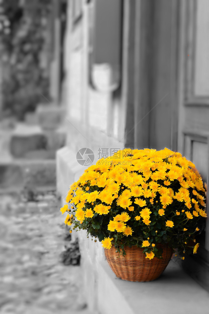奎德林堡门前盛开的鲜花图片