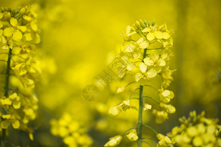 黄色的油菜花图片