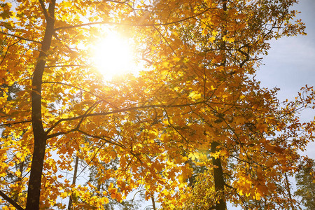 白昼在秋天的公园里有太阳图片