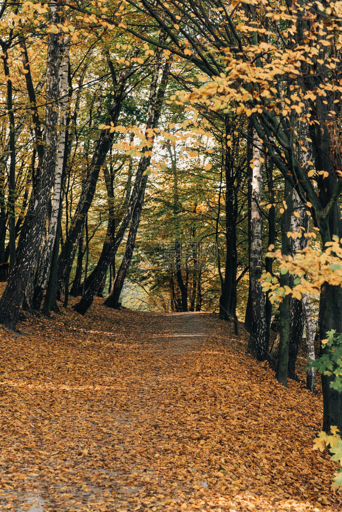 宁静的秋天森林中落叶的小路图片