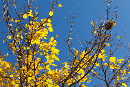 季节秋天树上图片