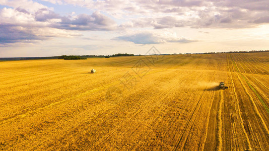 收割机在外地工作联合收割机农业机器收割成熟的麦田农业从图片