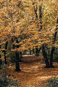 秋季森林树枝上的金叶图片