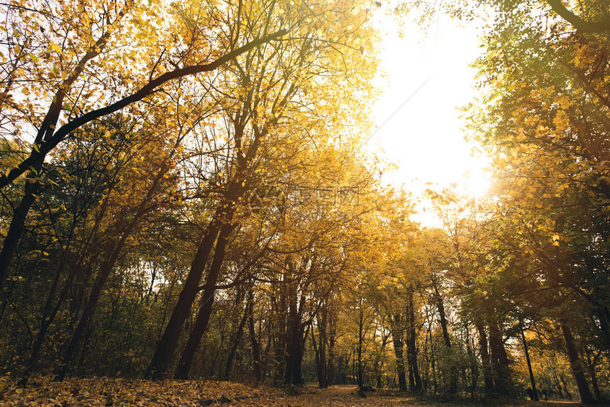 秋天公园的底部视图有金树的图片