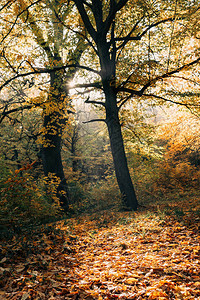 秋天森林落叶上的阳光图片