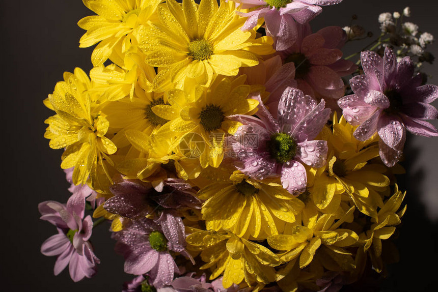 一束带水滴的黄色和紫色雏菊图片