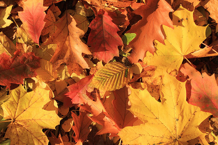 波兰的森林秋天的树叶季节自然图片