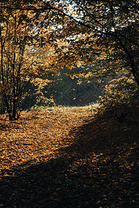 秋季森林落黄叶上的阳光图片