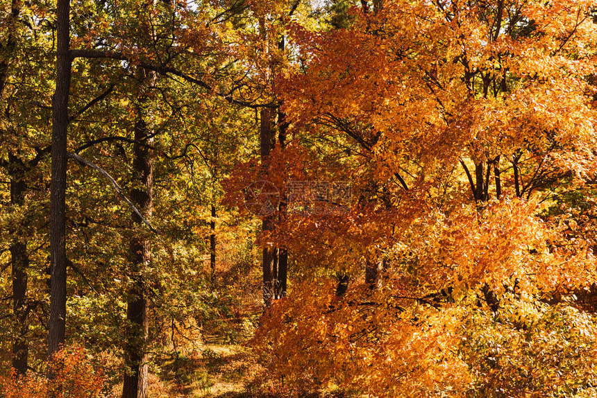 风景如画的秋季森林阳光下的树叶图片