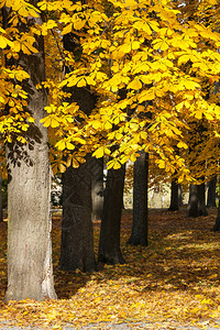 秋天公园里稀薄的森林里有金色叶子的栗树图片
