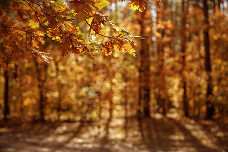 白昼秋天公园黄叶和干叶树的图片