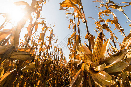 收获前在田间的秸秆上成熟的玉米背景图片