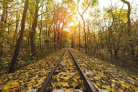 阳光明媚的秋天森林里的铁路图片