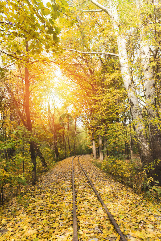 秋天森林里的铁路树后阳光照耀图片