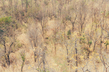 退化的森林干燥旱的树木和草图片