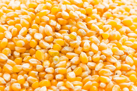 玉米芯种子背景图片