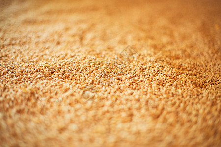 天然小麦谷物的特写镜头图片