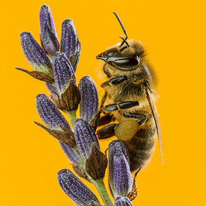 蜜蜂在橙色背景前的薰衣草上觅食图片
