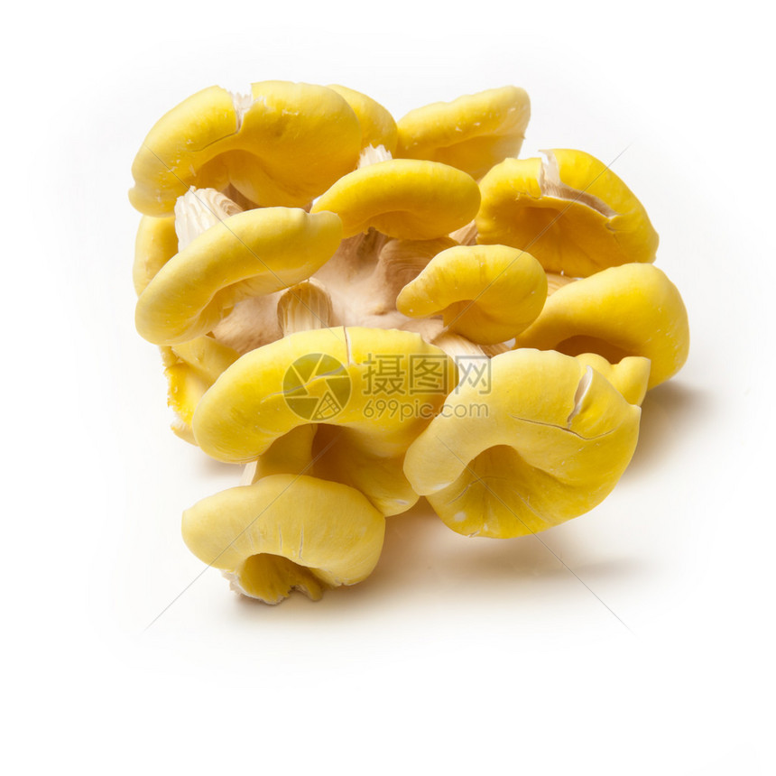 黄牡蛎蘑菇在白色工作室图片