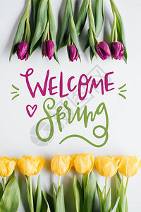 黄色和紫色郁金香顶视图和欢迎春天题词图片