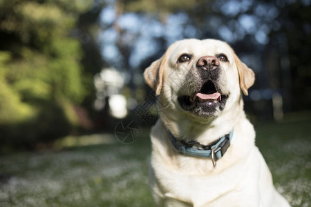 拉布多犬户外肖像背景图片