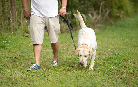 夏季带着黄色拉布多犬散步背景图片